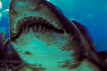 Tiger-Shark-excerpt