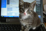 Kitten