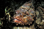 camouflage fish