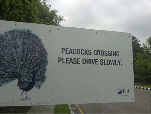 peacocks_crossing2
